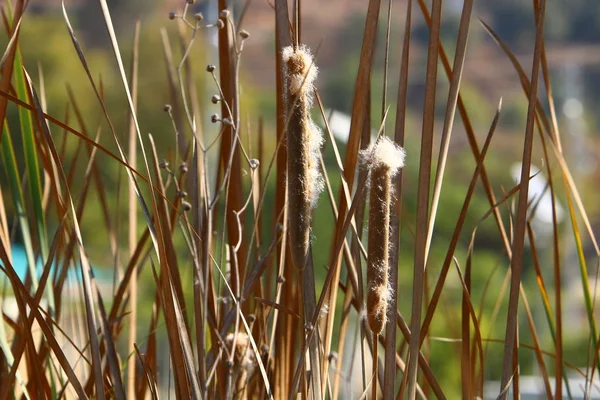 Juncos Crescem Parque Cidade Norte Estado Israel — Fotografia de Stock