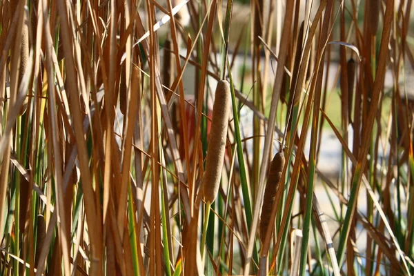 葦はイスラエル北部の都市公園で育ちます — ストック写真