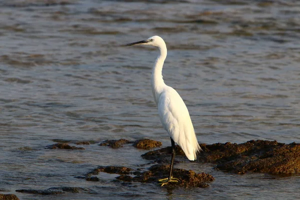 Pêche Héron Gris Sur Les Rives Mer Méditerranée Dans Nord — Photo