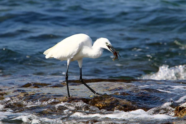 Garça Cinzenta Pescando Nas Margens Mar Mediterrâneo Norte Israel — Fotografia de Stock