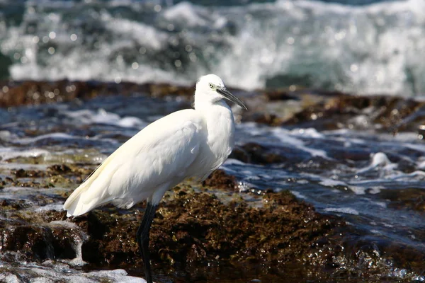 Pêche Héron Gris Sur Les Rives Mer Méditerranée Dans Nord — Photo