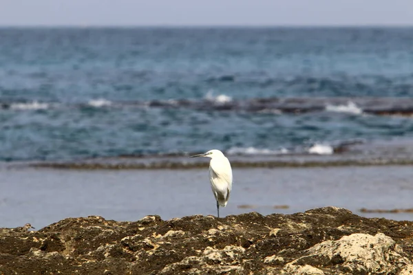 Pêche Héron Gris Sur Les Rives Mer Méditerranée Dans Nord — Photo