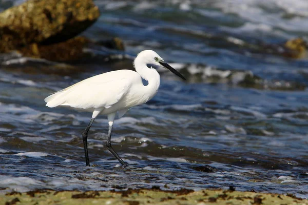 Pêche Héron Gris Sur Les Rives Mer Méditerranée Dans Nord — Photo