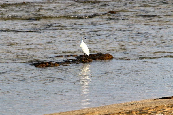 Garça Cinzenta Pescando Nas Margens Mar Mediterrâneo Norte Israel — Fotografia de Stock