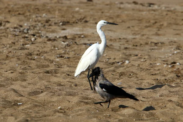 Pesca Garza Gris Las Orillas Del Mar Mediterráneo Norte Israel —  Fotos de Stock