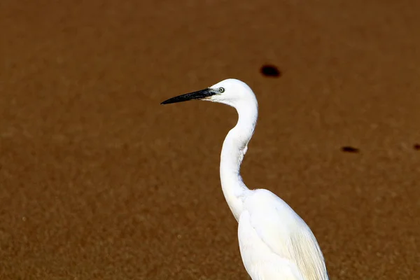 Pesca Garza Gris Las Orillas Del Mar Mediterráneo Norte Israel —  Fotos de Stock