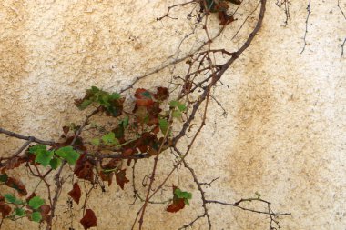 İsrail 'in kuzeyindeki Haçlı Kalesi' nde taş ve betondan duvar 