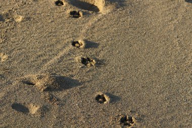 İsrail 'in kuzeyindeki Akdeniz sahilinde ayak izleri. 