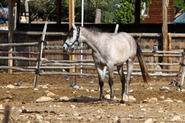 Büyük bir at sürüsü İsrail 'in güneyindeki Negev çölündeki bir Bedevi köyünde at çiftliğinde yaşıyor. 