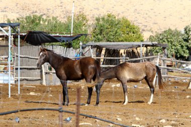 Büyük bir at sürüsü İsrail 'in güneyindeki Negev çölündeki bir Bedevi köyünde at çiftliğinde yaşıyor. 
