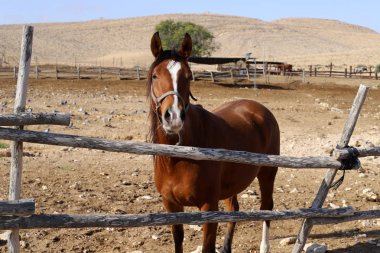 Büyük bir at sürüsü İsrail 'in güneyindeki Negev çölündeki bir Bedevi köyünde at çiftliğinde yaşıyor. 