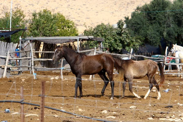 イスラエル南部のネゲヴ砂漠のベドウィン村の馬飼育場には大勢の馬が暮らしています — ストック写真