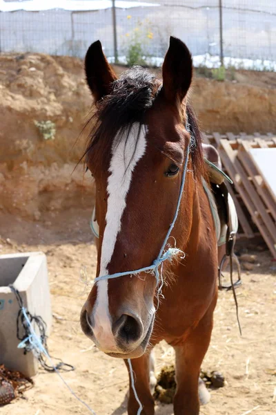 Uma Grande Manada Cavalos Vive Uma Fazenda Cavalos Uma Aldeia — Fotografia de Stock