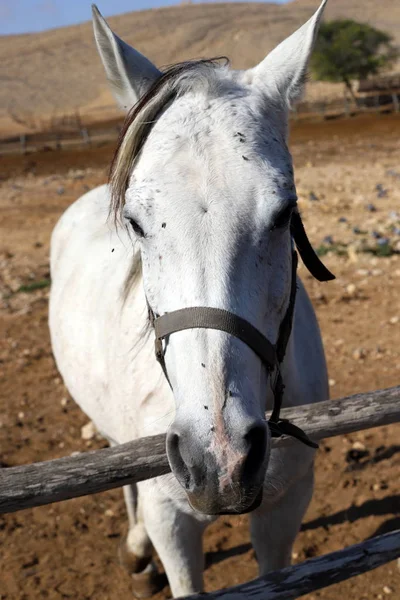 Uma Grande Manada Cavalos Vive Uma Fazenda Cavalos Uma Aldeia — Fotografia de Stock