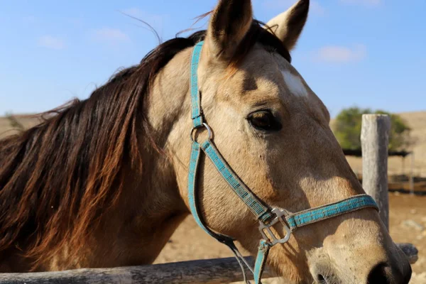 Uma Grande Manada Cavalos Vive Uma Fazenda Cavalos Uma Aldeia — Fotografia de Stock