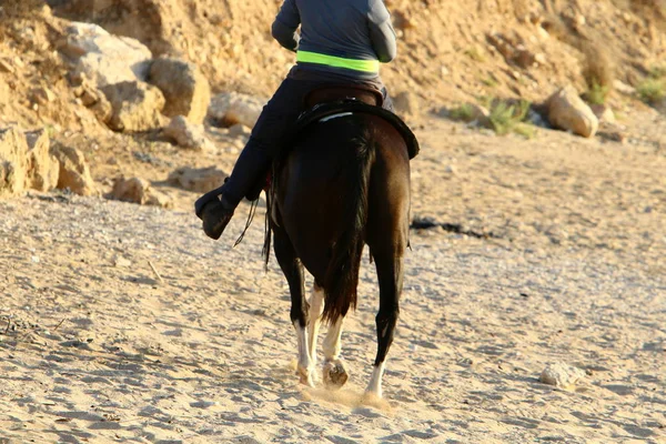 Large Herd Horses Lives Horse Farm Bedouin Village Negev Desert — Stock Photo, Image