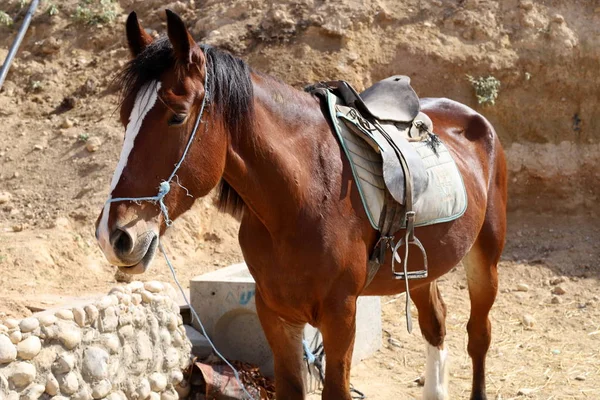 Una Grande Mandria Cavalli Vive Allevamento Cavalli Villaggio Beduino Nel — Foto Stock