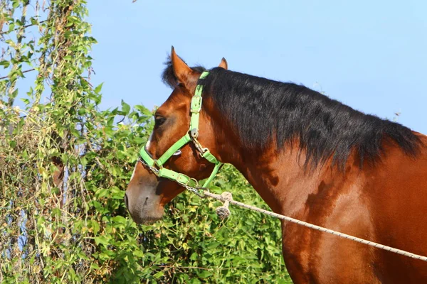 Een Grote Kudde Paarden Woont Een Paardenboerderij Een Bedoeïenendorp Negev — Stockfoto