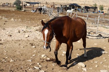 Büyük bir at sürüsü İsrail 'in güneyindeki Negev çölündeki bir Bedevi köyünde at çiftliğinde yaşıyor. 