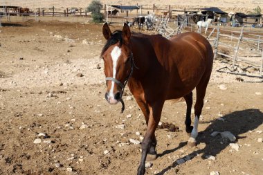 Büyük bir at sürüsü İsrail 'in güneyindeki Negev çölündeki bir Bedevi köyünde at çiftliğinde yaşıyor. 