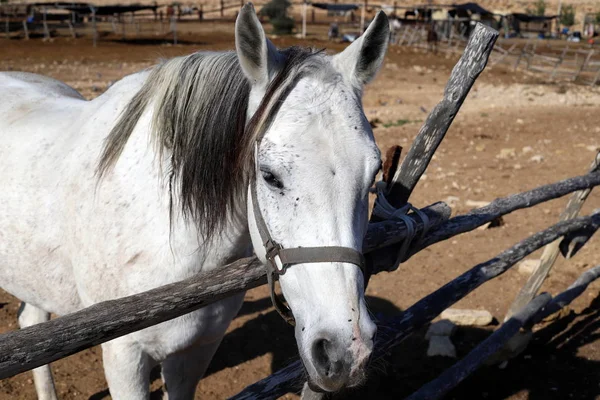 Una Grande Mandria Cavalli Vive Allevamento Cavalli Villaggio Beduino Nel — Foto Stock