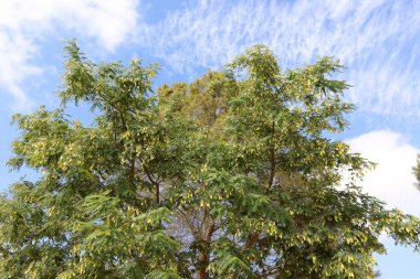 İsrail 'in kuzeyindeki bir şehir parkında uzun ağaçlar yetişiyor. 