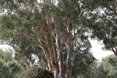 İsrail 'in kuzeyindeki bir şehir parkında uzun ağaçlar yetişiyor. 