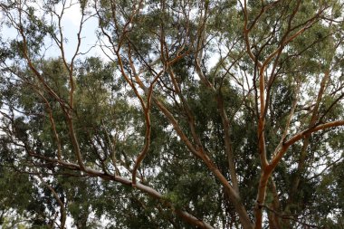 İsrail 'in kuzeyindeki bir şehir parkında uzun ağaçlar yetişiyor. 