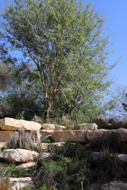 İsrail 'in kuzeyindeki bir şehir parkında uzun ağaçlar yetişiyor. 