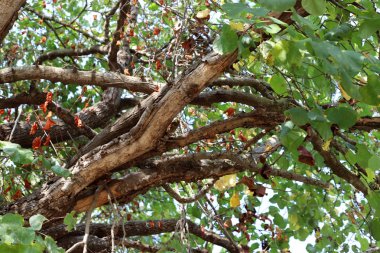 İsrail 'in kuzeyindeki bir şehir parkında uzun ağaçlar yetişiyor. 