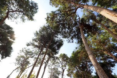İsrail 'in kuzeyindeki bir şehir parkında uzun ağaçlar yetişiyor. 