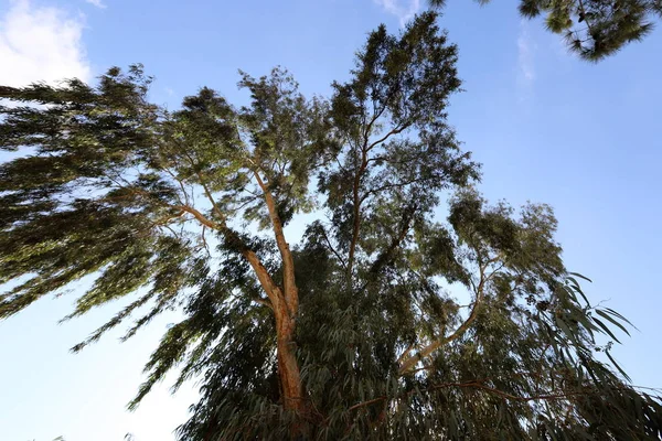 Árvores Altas Crescem Parque Cidade Norte Israel — Fotografia de Stock