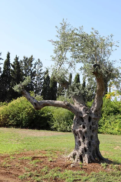 Hohe Bäume Wachsen Einem Stadtpark Norden Israels — Stockfoto