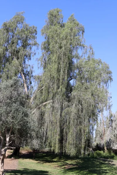 Árboles Altos Crecen Parque Urbano Norte Israel — Foto de Stock