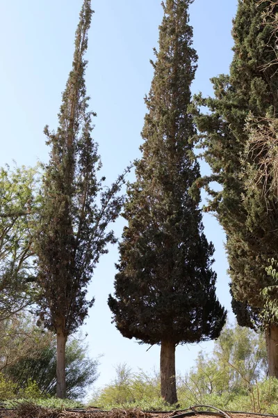 以色列北部的一个城市公园里生长着高大的树木 — 图库照片