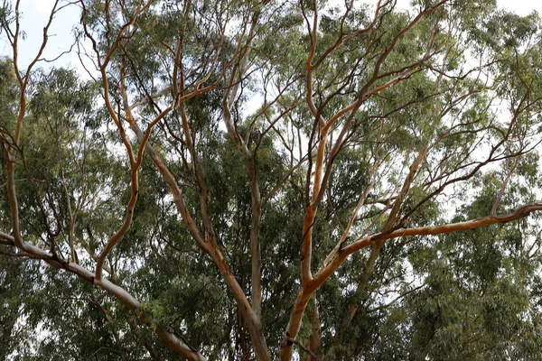 Високі Дерева Ростуть Міському Парку Півночі Ізраїлю — стокове фото
