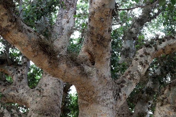 Hoge Bomen Groeien Een Stadspark Het Noorden Van Israël — Stockfoto