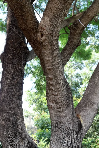 以色列北部的一个城市公园里生长着高大的树木 — 图库照片