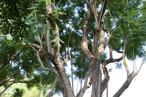 Alberi Alti Crescono Parco Cittadino Nel Nord Israele — Foto Stock