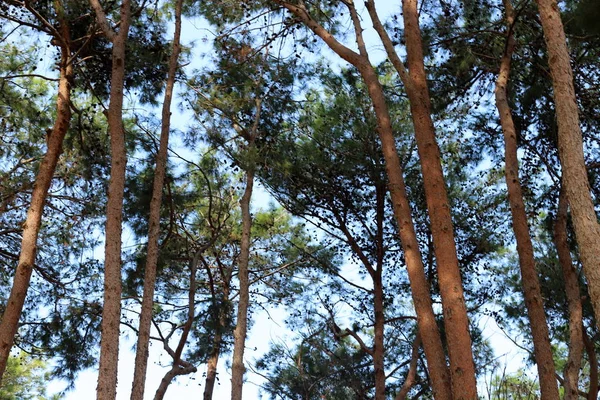 Magas Fák Nőnek Egy Városi Parkban Izrael Északi Részén — Stock Fotó