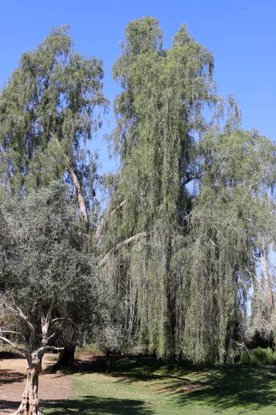 Srail Kuzeyindeki Bir Şehir Parkında Uzun Ağaçlar Yetişiyor — Stok fotoğraf