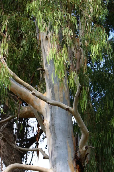 Árvores Altas Crescem Parque Cidade Norte Israel — Fotografia de Stock