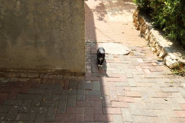 İsrail 'in güneyindeki bir şehir parkında yaya yolu. 