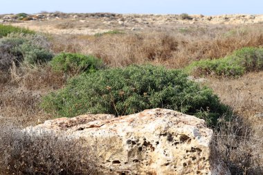 Taşlar, İsrail 'in kuzeyindeki Akdeniz kıyısındaki bir şehir parkında bulunur. 