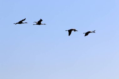 Hula Vadisi 'ndeki Hula Ulusal Kuş Sığınağı' ndaki göçmen kuşlar (Yukarı Celile) 
