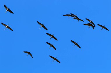 Hula Vadisi 'ndeki Hula Ulusal Kuş Sığınağı' ndaki göçmen kuşlar (Yukarı Celile) 