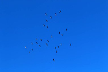 Hula Vadisi 'ndeki Hula Ulusal Kuş Sığınağı' ndaki göçmen kuşlar (Yukarı Celile) 