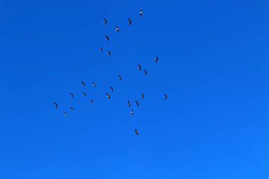 Hula Vadisi 'ndeki Hula Ulusal Kuş Sığınağı' ndaki göçmen kuşlar (Yukarı Celile) 