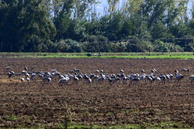 Hula Vadisi 'ndeki Hula Ulusal Kuş Sığınağı' ndaki göçmen kuşlar (Yukarı Celile) 