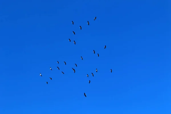 Мигрирующие Птицы Национальном Птичьем Заповеднике Хула Расположенном Долине Хула Верхняя — стоковое фото
